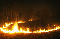 Land managed fires, a traditional aboriginal practice, Arnheim, Northern Territory, Australia