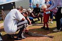 Burmese python being handled as part of interactive zoo talk {Python molurus bivittatus} UK