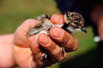 Lapwing chick with unique metal number ring {Vanellus vanellus} Buckenham Marsh Norfolk UK - Mid Yare RSPB Reserve