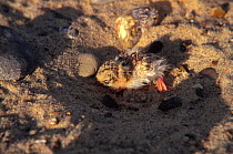 Little tern chick hunkered down in sand to avoid detection {Sternula albifrons} Great Yarmouth, UK