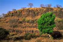 Tropical dry forest habitat in Lakarda Valley, Ranthambhore NP, Rajasthan, India
