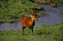 Male Hog deer {Axis porcinus} with Oxpecker sitting on antler. Kaziranga NP, Assam, India