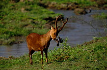 Male Hog deer {Axis porcinus} with Oxpecker bird Kaziranga NP, Assam, India