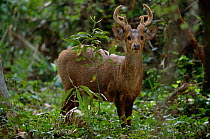 Male Hog deer {Axis porcinus} in woodland, Kaziranga NP, Assam, India