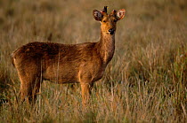 Juvenile Hog deer {Axis porcinus} with antlers budding and oxpecker sitting on head, Kaziranga NP, Assam, India