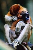 Proboscis monkey {Nasalis larvatus} grooming young -  native to Borneo, Indonesia