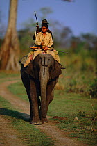 Park wardens riding Indian elephant {Elephas maximus} Kaziranga NP, Assam, India