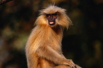 Golden langur {Presbytis geei} sticking its tongue out, India