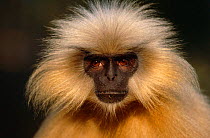Golden langur {Presbytis geei} face on head portrait, India Not available for ringtone/wallpaper use.