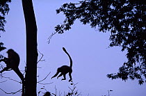 Silhouette of Golden langurs {Presbytis entellus} leaping from tree to tree at dusk, using tail for balance. India