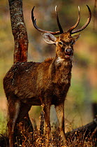 Eld's deer {Cervus eldi} portrait, Keibul Lamjao Sanctuary, Manipur, India. Known locally as Sangai or Brow-antlered deer. Endemic threatened species