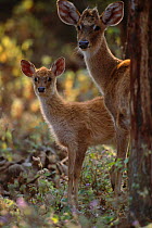 Eld's deer {Cervus eldi} female with young, Keibul Lamjao Sanctuary, Manipur, India. Known locally as Sangai or Brow-antlered deer. Endemic threatened species