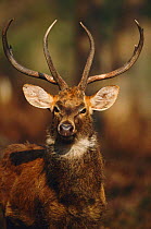 Eld's deer {Cervus eldi} male portrait, Keibul Lamjao Sanctuary, Manipur, India. Known locally as Sangai or Brow-antlered deer. Endemic threatened species.