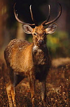 Male Eld's deer {Cervus eldi} Keibul Lamjao Sanctuary, Manipur, India. Known locally as Sangai or Brow-antlered deer. Endemic threatened species.
