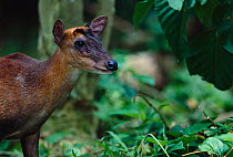 Barking deer {Muntjac muntjak} India. Also known as Indian muntjac