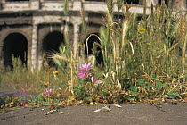 Harvester ants {Messor sp} carrying Barley seedheads along path, Colliseum, Rome, Italy
