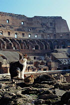Feral cats {Felis catus} at Coliseum ruins, Rome, Italy