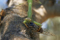 European praying mantis {Mantis religiosa} catching Cicada {Cicada sp} Greece