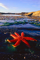 Seven rayed (armed) starfish on seashore {Luidia ciliaris} Republic of Ireland