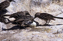 Hood island mocking birds (Nesomimus trifasciatus  macdonaldi) feeding on Nazca booby (Sula granti) eggs, Galapagos