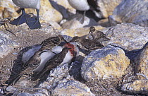 Hood island mocking birds (Nesomimus trifasciatus  macdonaldi) sucking blood from Nazca booby (Sula granti) chick, Galapagos