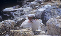 Hood island mocking birds {Nesomimus trifasciatus  macdonaldi} sucking blood from Nazca booby (Sula granti) chick, Galapagos