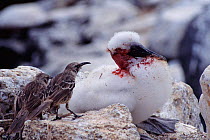 Hood island mocking bird {Nesomimus t macdonaldi} sucks blood from Nazca booby (Sula granti) Espanola, Galapagos