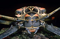 Harlequin beetle close up front portrait (Acrocinus longimanus) Ecuador
