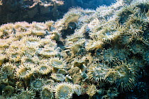 Aggregating anemones showing battle lines between two warring colonies {Anthopleura elegantissima} California, USA