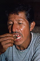 Ecuadorian indian eats Palm weevil larva {Rhyncophorus palmarum} Amazonia, Ecuador