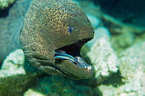 Giant moray eel with Cleaner wrasse {Gymnothorax javanicus}  Red Sea