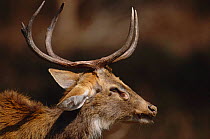 Male Eld's deer {Cervus eldi} head profile with antlers. Kaibul Lamjai Sanctuary, Manipur, India. Known locally as Sangai or Brow-antlered deer. Endemic threatened species.