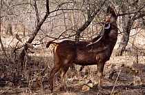 Indian sambar deer {Cervus unicolor} grazing from tree Kaziranga NP, Assam, India