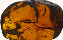 Flying ant trapped in 30 million year old amber from Mexico