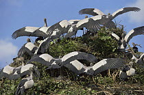 Asian openbill storks {Anastomus oscitans} shading nests with wings, India