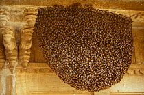 Colonial Bee nest / swarm, Rajasthan, India