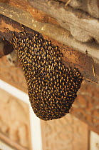 Colonial Bee nest / swarm {Apis sp} Rajasthan, India