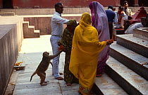 Rhesus macaque {Macaca mulatta} taking flowers from worshipper at Hindu temple. India