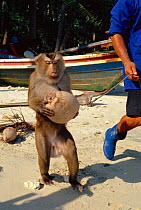 Pigtail macaque {Macaca nemestrina} trained to collect coconuts from trees, Ko Samui, Thailand