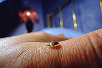 Bedbug {Cimex lectularius} on human flesh (photographer's finger). Model-released.