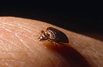 Bedbug (Cimex lectularius) on human flesh