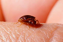 Bedbug {Cimex lectularius} on human flesh