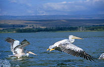 Eastern white pelicans (Pelecanus onocrotalus) taking off and flying over water, Kenya