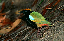 Rainbow pitta {Pitta iris} Kakadu NP, Northern Territory, Australia