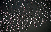Lesser flamingo flock taking off / landing {Phoeniconaias minor} Lake Bogoria, Kenya