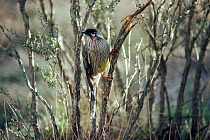 Red wattlebird {Anthochaera carunculata} Yanchep NP, Western Australia