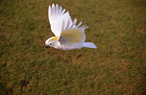 Sulphur crested cockatoo flying {Cacatua galerita} Australia