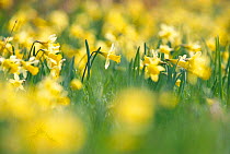 Wild daffodils {Narcissus pseudonarcissus} Gloucestershire, UK