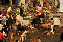 Market scene with cattle, dogs and monkeys amongst street market stalls, Varanasi / Benares, Uttar Pradesh, India  Cows are considered holy in India and are therefore tolerated in markets and frequen...