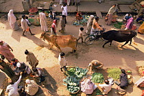 Market scene with cattle amongst street stalls, Varanasi / Benares, Uttar Pradesh, India  Cows are considered holy in India and are therefore tolerated in markets and frequently given food to...